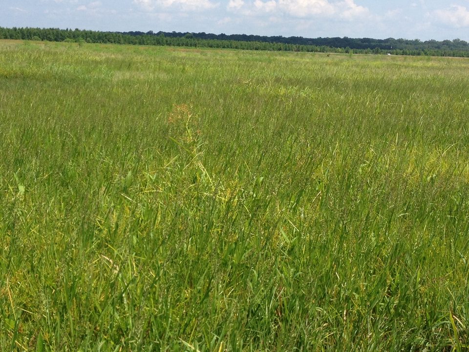 A field of millet at Bayou Cocodrie National Wildlife Refuge