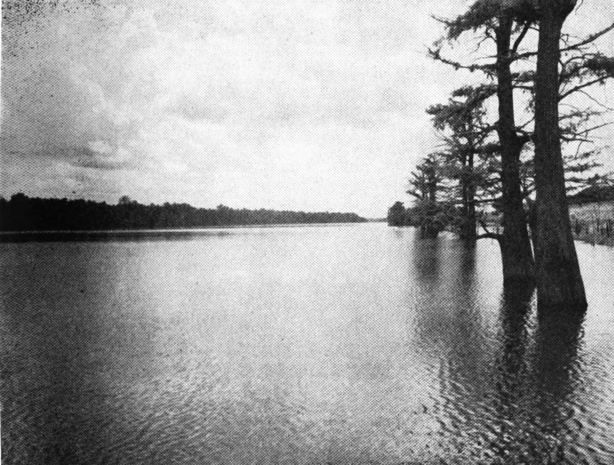 Cypress trees standing in the water of Lake Concordia at Ferriday, around 1949