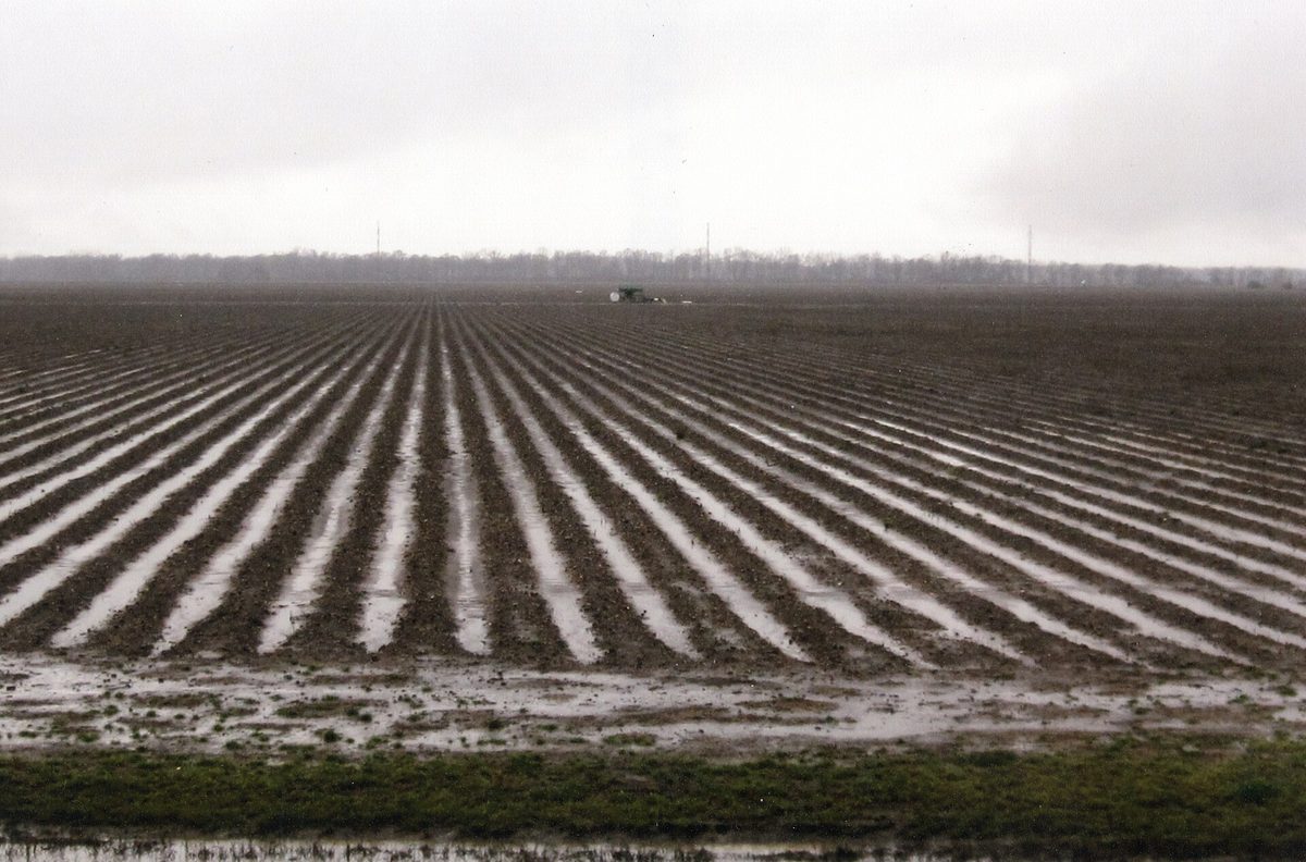 A cotton field on Maxwell Road in Concordia Parish
